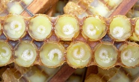 Как собирать маточное молочко