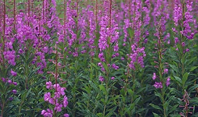 Иван-чай как медонос