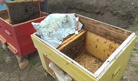 Пересадка пчел в новый улей