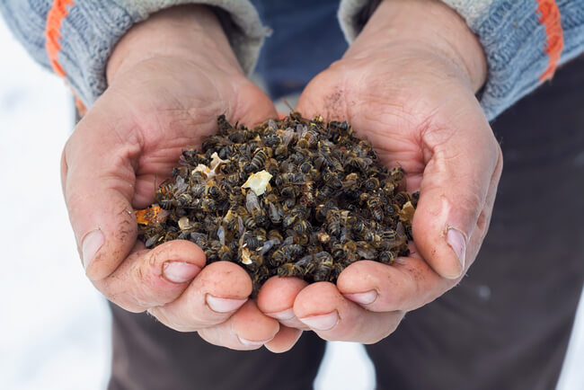 Пчелиный подмор