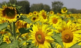 Подсолнух как медонос