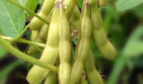 Соя как медонос для пчеловодства