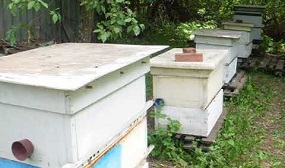 Как увеличить пасеку