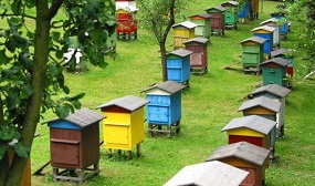 Виды ульев для пчел