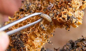 Восковая моль при туберкулезе