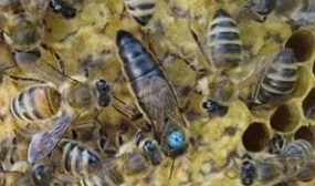 Как заменить матку в пчелосемье