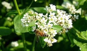 Гречиха как медонос