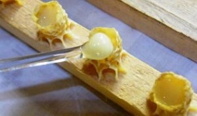 Как хранить маточное молочко