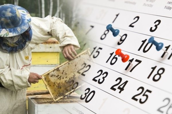 Работы на пасеке в течение года