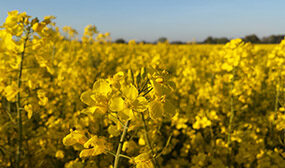 Горчица как медонос