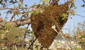 Как снять рой пчел с дерева