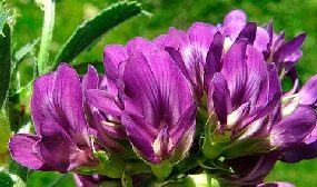 Люцерна как медонос