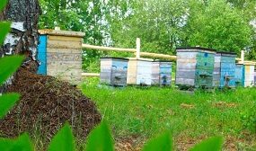 как избавиться от муравьев на пасеке