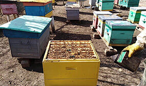 Объединение пчелиных семей