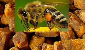 Перга при беременности