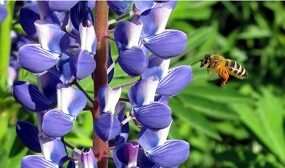 люпин как медонос