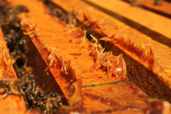 Рамки в улье