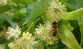 Липа как медонос