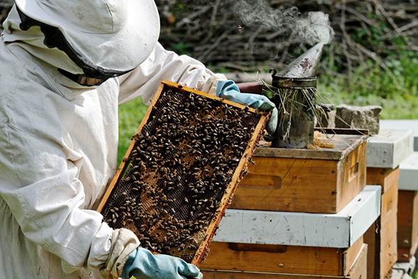 Особенности содержания пчел