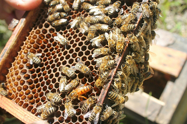 Особенности ухода