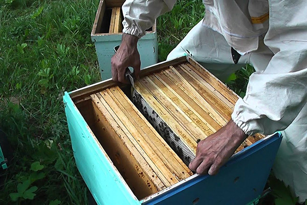 Вытаскивание рамки из улья