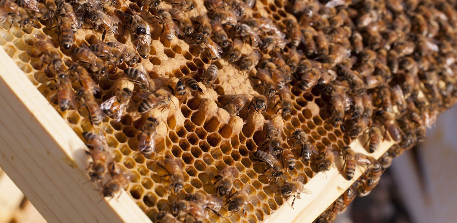 Пчелиный клей