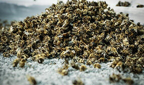 Пчелиный подмор для суставов