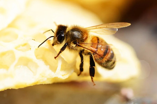 Пчеломатка