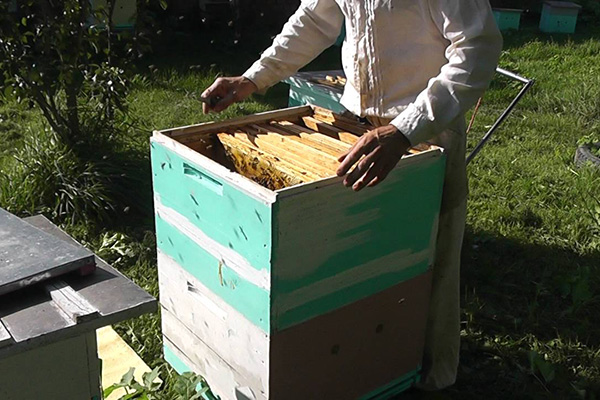 Пчеловождение по методу Цебро