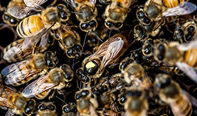 Порода пчел бакфаст их недостаток