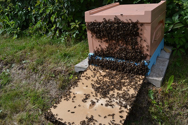 Предотвращение роения