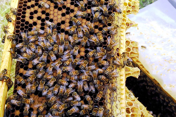 Рамка с пчелами