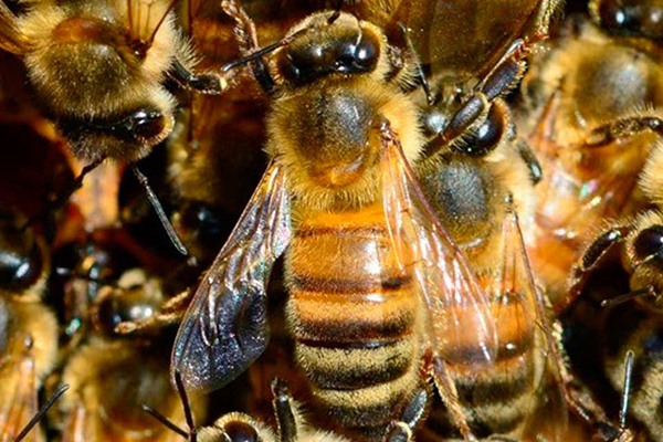 Пчела крупным планом