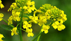 Сурепка как медонос