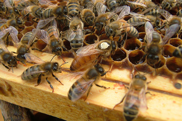 Внешний вид