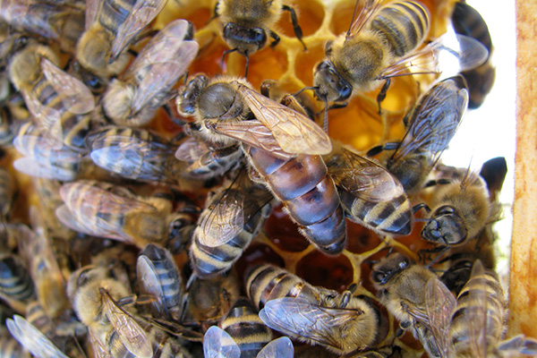 Пчелы на сотах