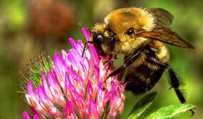 Клевер как медонос