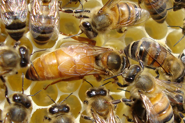 Пчелы крупным планом