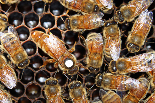 Помеченная матка