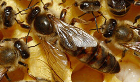 Порода пчел карника