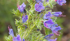 Синяк как медонос