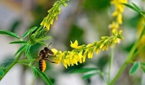 донник как медонос