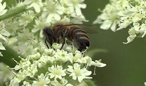 Борщевик как медонос