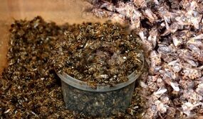 как сушить пчелиный подмор