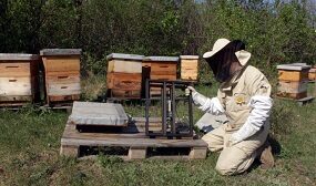Весы для пасеки своими руками