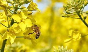 Рапсовый мед