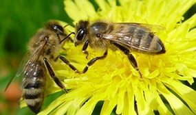 Как размножаются пчелы