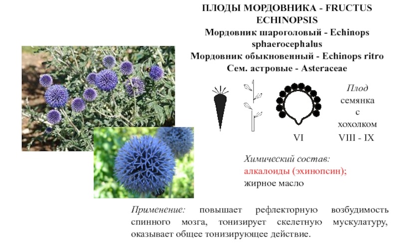 Особенности строения мордовника