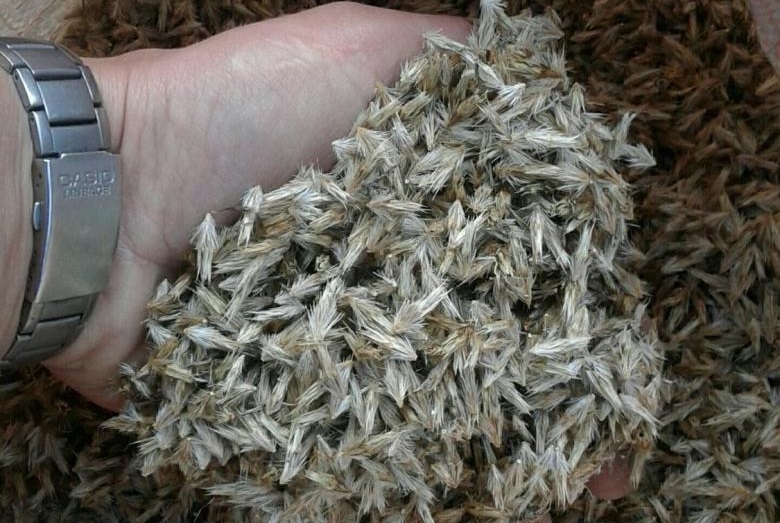 Хранение семян мордовника