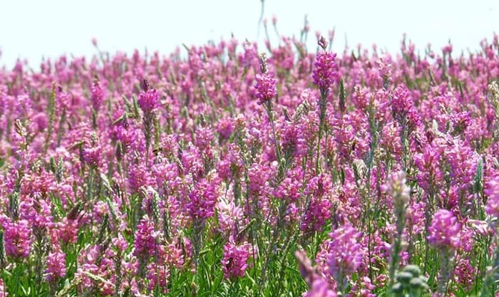 Эспарцет песчаный